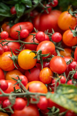 Vielfältige Tomatenernte aus dem Sommergarten – bunte Cocktail-, Cherry- und Rispentomaten frisch geerntet