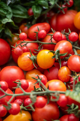 Vielfältige Tomatenernte aus dem Sommergarten – bunte Cocktail-, Cherry- und Rispentomaten frisch geerntet
