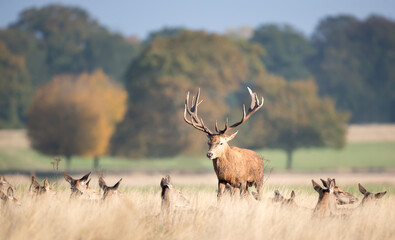 Majestic red deer stag with large antlers with a group of hinds in a meadow during autumn rutting season