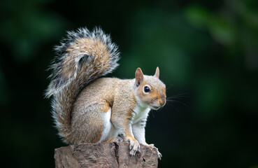 Obraz premium Close-up of a curious young grey squirrel standing on a tree stump