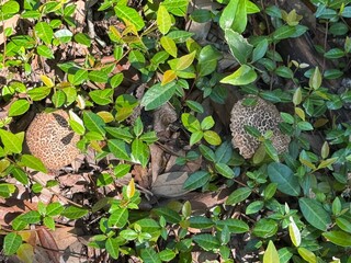mushrooms in the forest