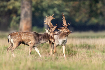 Two fallow deer stags with large antlers standing close together in a grassy meadow during autumn rut