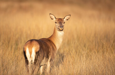 Portrait of a red deer hind standing in autumn meadow