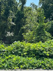 kudzu climbing the wall and trees