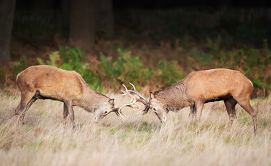 Two young red deer stags fighting during rut in autumn