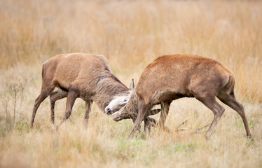 Two red deer stags fighting during rut in autumn