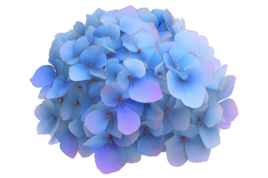Stylized Blue and Purple Hydrangeas, isolated on white transparent background