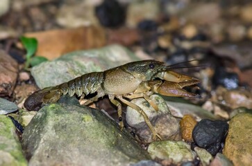 Gambero di fiume europeo (Austropotamobius pallipes)