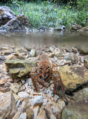 Gambero di fiume europeo (Austropotamobius pallipes)