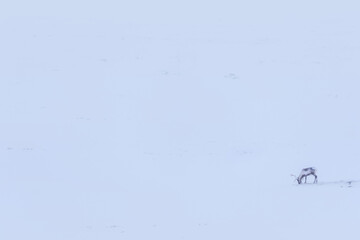 Renna (Rangifer tarandus)