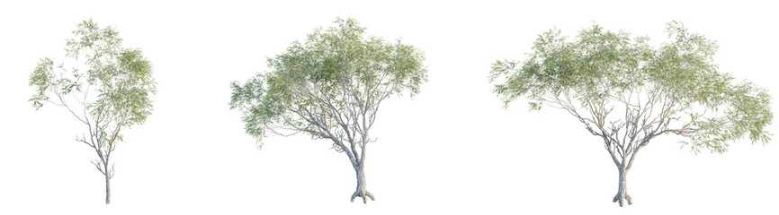 Obraz premium Eucalyptus camaldulensis Tree. Cutout isolate on white background