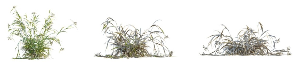 Bolboschoenus fluviatilis Tree cutout isolate on white background