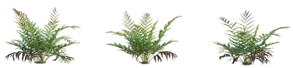 Acrostichum aureum Tree. Cutout isolate on white background