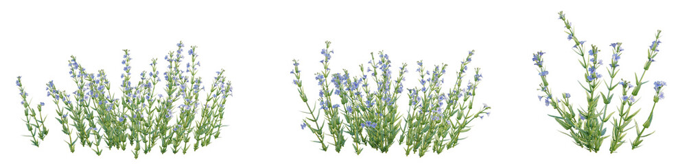 Mimulus gracilis Tree 4k front view cutout transparent background