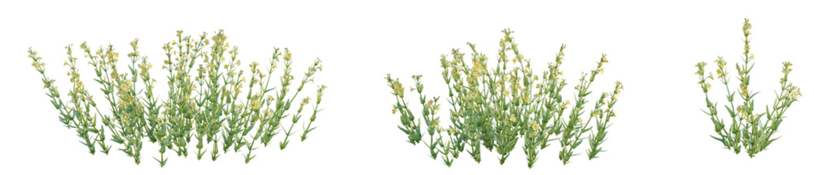 Mimulus gracilis Tree cutout transparent background