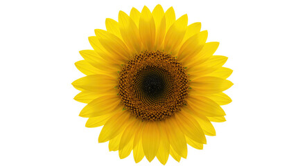 Fototapeta premium orchid isolated on black