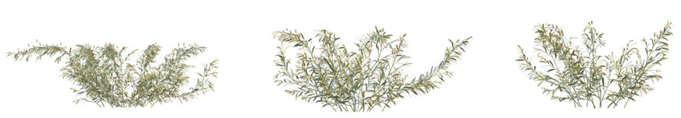 Potamogeton ochreatus Tree. Cutout isolate on white background