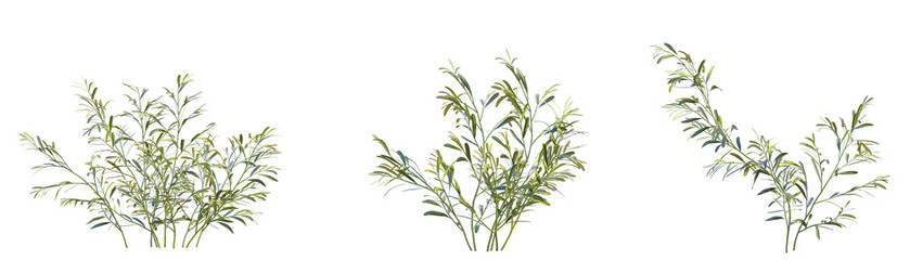 Potamogeton ochreatus Tree cutout transparent background