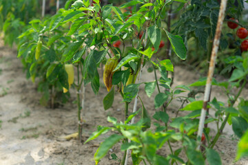 rows of bell pepper plants growing in a garden. a detailed shot of ripening green and yellow peppers on a sunny outdoor farm. concept of organic farming, home gardening, agriculture.