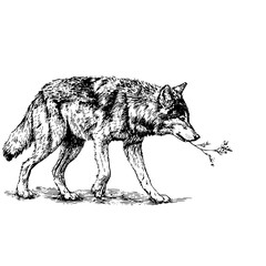 Wolf illustration drawing animal artwork wildlife nature sketch vector image graphic design line art black and white 100