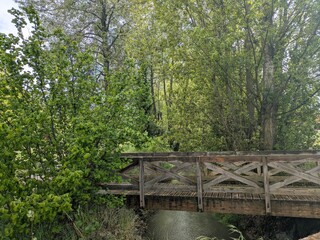 wooden bridge in the forest