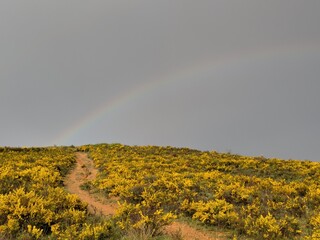 rainbow over yellow hills