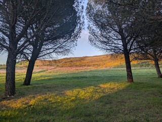 Sunset colours forest hill sunlight