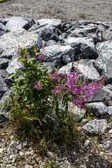 Purple Wildflower Among Rocks on Barrier Lake Trail in Kananaskis