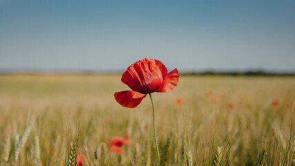 A single red poppy stands tall in the middle of a golden wheat field under a clear blue sky.