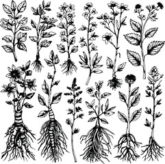 Detailed medicinal plant sketches, ink style bold line art, roots, stems, and flowering herbs, isolated elements for herbal product design, black and white vector.