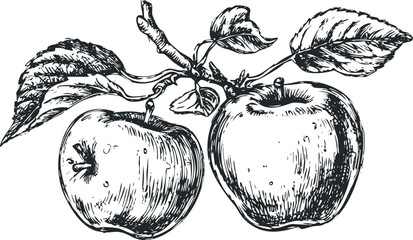 Hand drawn sketch of two apples on a branch with leaves