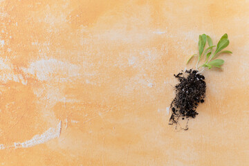 Seedling with visible roots ready for transplanting, perfect for agricultural articles, eco-projects, horticulture education, and sustainability campaigns.