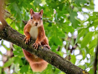 cute squirrel on a branch