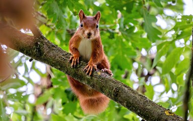 Eurasisches Eichhörnchen in einer Eiche