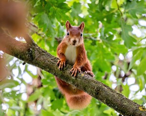 Eurasian squirrel in an oak