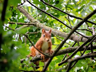 Eurasisches Eichhörnchen auf einem Ast