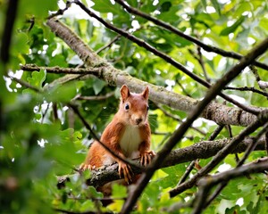 Eischhörnchen schaut neugierig von einem Baum herab