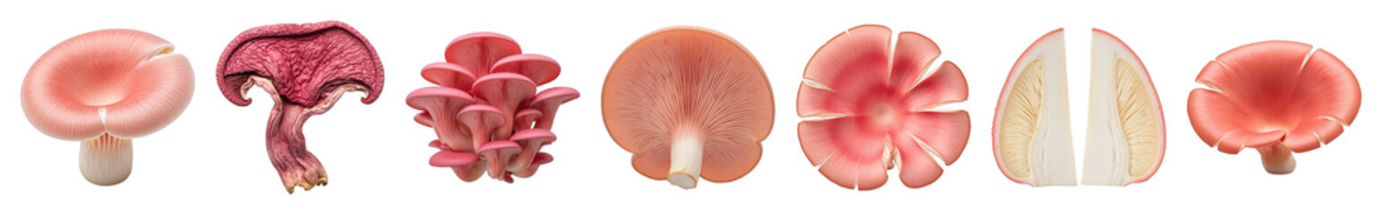 Pink oyster mushroom set including whole, cluster, sliced, and various views isolated. Culinary ingredient collection.