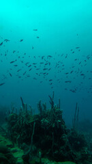 Wide view of a coral reef ecosystem in Cartagena, Colombia