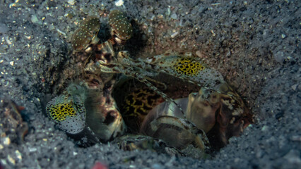 Close-up of a stomatopod on the sand underwater