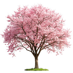 Obraz premium Beautiful Pink Blossom Tree with Green Grass on Transparent Background Illustration