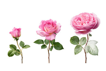 Fototapeta premium Three Pink Roses in Different Stages of Bloom, isolated on white transparent background