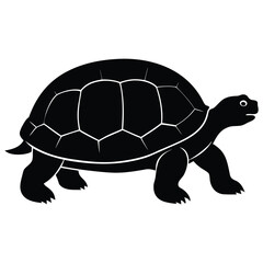 Black turtle walking on white background reptile animal