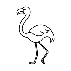 flamingo vector illustration