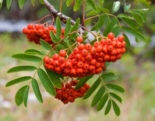 Obraz premium Clusters of vibrant red berries on branches