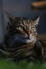 beautiful portrait of a gorgeous cat