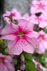 Petunia color rosado imagen vertical