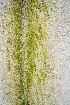 Imagen vertical de una pared color blanca con moho 