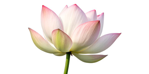 Lotus flower bud fresh natural bloom isolated on pure white background