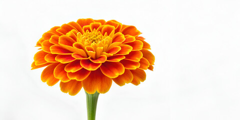 Marigold flower bright orange bloom isolated on pure white background